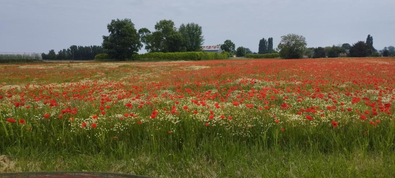 La Petite Ligerienne Villa Villebernier Esterno foto